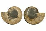 Cut & Polished, Agatized Ammonite Fossil - Madagascar #317505-5